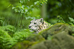 snow leopard