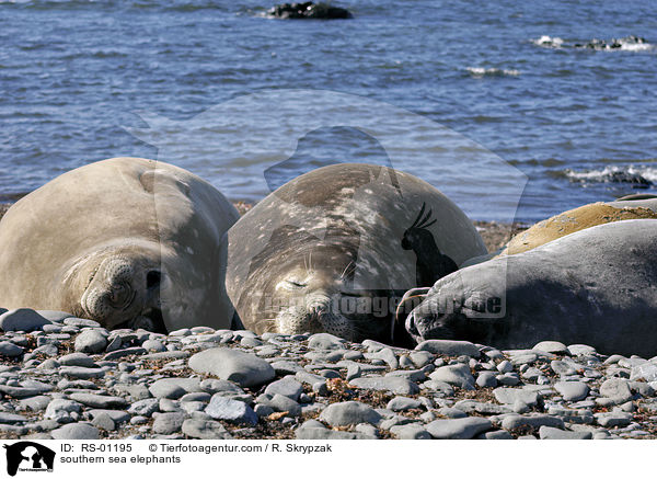 Sdliche Seeelefanten / southern sea elephants / RS-01195