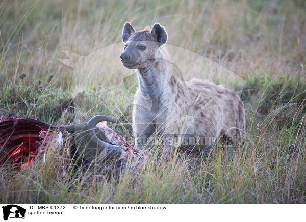 spotted hyena / MBS-01372