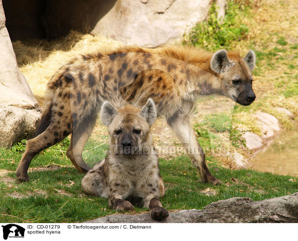 Tpfelhyne / spotted hyena / CD-01279