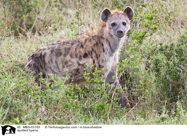 Tpfelhyne / spotted hyena / MBS-03165