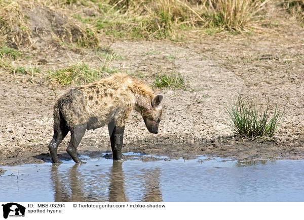 Tpfelhyne / spotted hyena / MBS-03264
