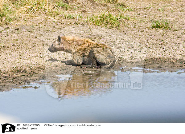 Tpfelhyne / spotted hyena / MBS-03265