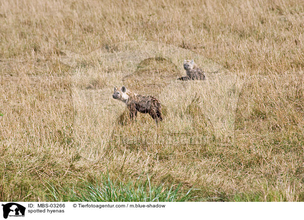 Tpfelhynen / spotted hyenas / MBS-03266