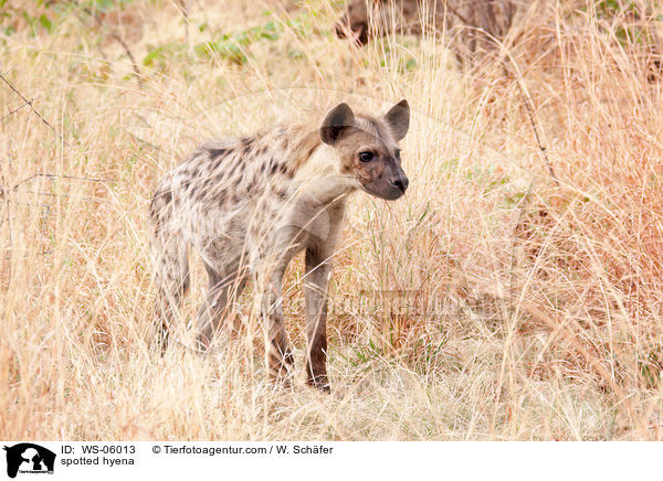 Tpfelhyne / spotted hyena / WS-06013