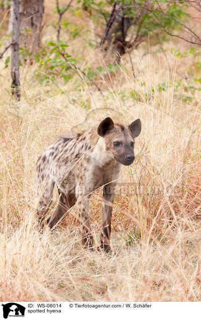 spotted hyena / WS-06014