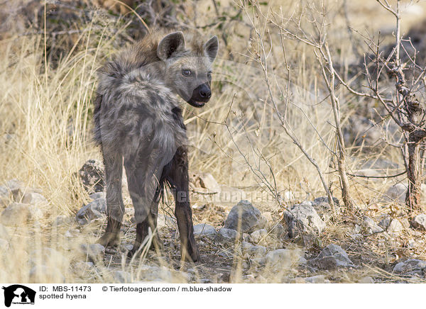 Tpfelhyne / spotted hyena / MBS-11473