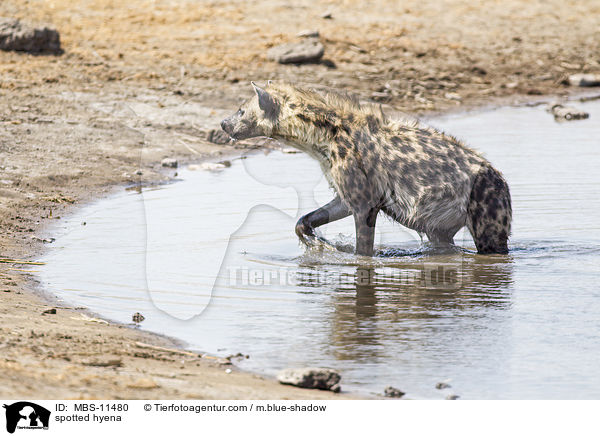 Tpfelhyne / spotted hyena / MBS-11480