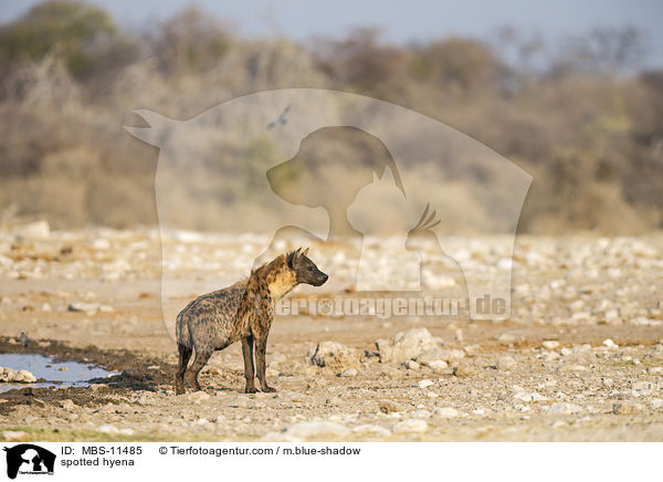 Tpfelhyne / spotted hyena / MBS-11485