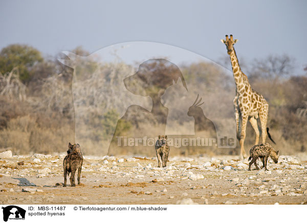 Tpfelhynen / spotted hyenas / MBS-11487