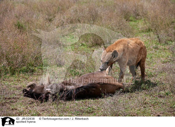 Tpfelhyne / spotted hyena / JR-02838