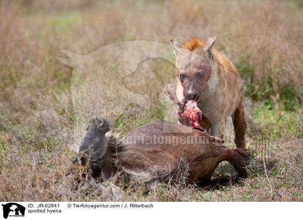 Tpfelhyne / spotted hyena / JR-02841