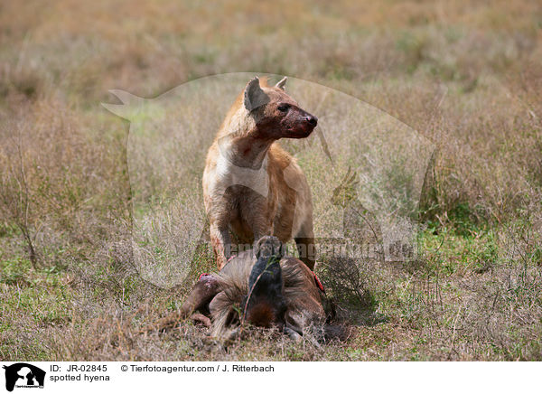 spotted hyena / JR-02845