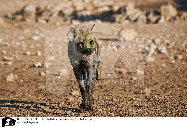 Tpfelhyne / spotted hyena / JR-03059
