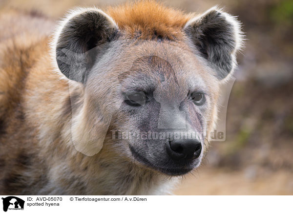 Tpfelhyne / spotted hyena / AVD-05070