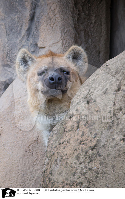 Tpfelhyne / spotted hyena / AVD-05588