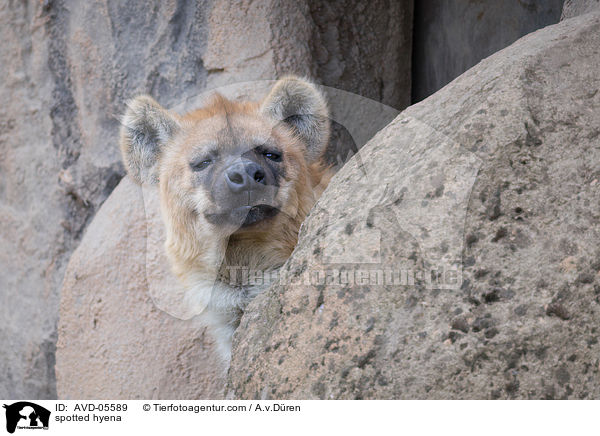 Tpfelhyne / spotted hyena / AVD-05589