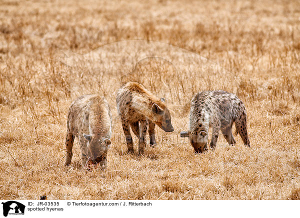 Tpfelhynen / spotted hyenas / JR-03535