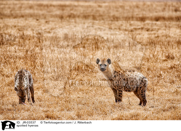Tpfelhynen / spotted hyenas / JR-03537