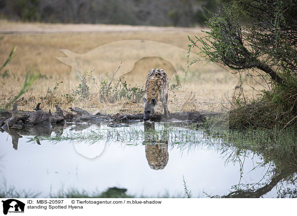 stehende Tpfelhyne / standing Spotted Hyena / MBS-20597