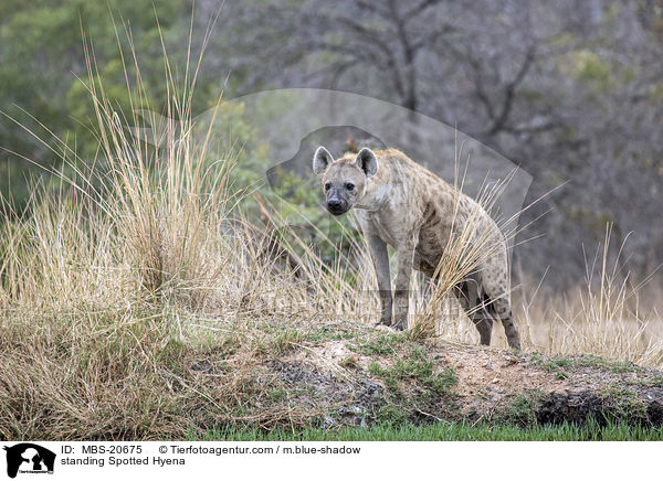 stehende Tpfelhyne / standing Spotted Hyena / MBS-20675