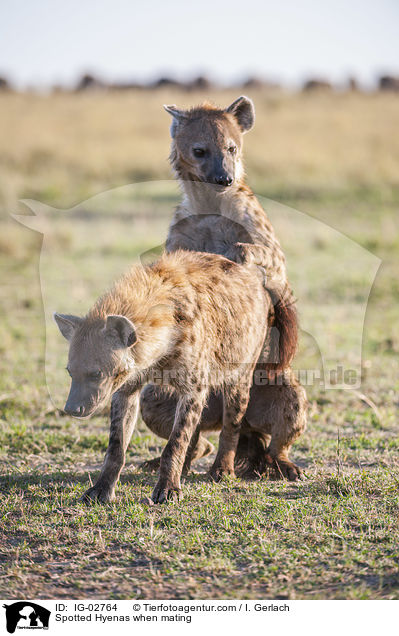 Tpfelhynen bei der Paarung / Spotted Hyenas when mating / IG-02764