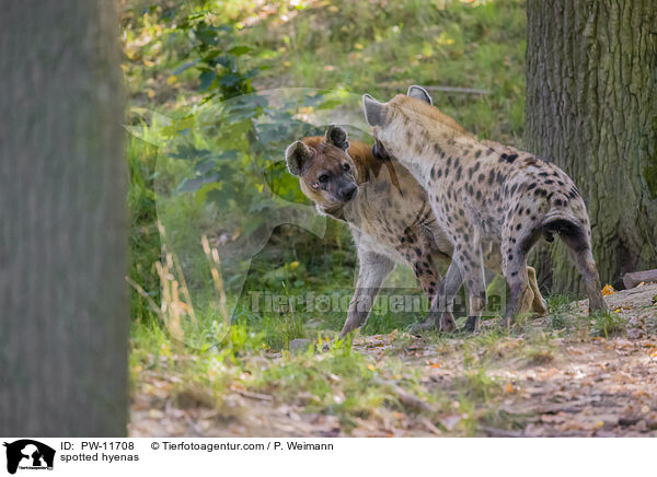 Tpfelhynen / spotted hyenas / PW-11708