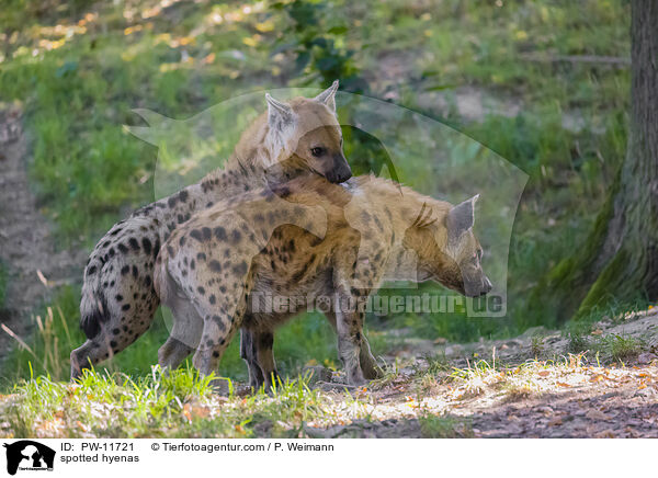 Tpfelhynen / spotted hyenas / PW-11721