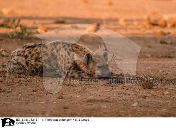 Tpfelhyne / spotted hyena / SVS-01218