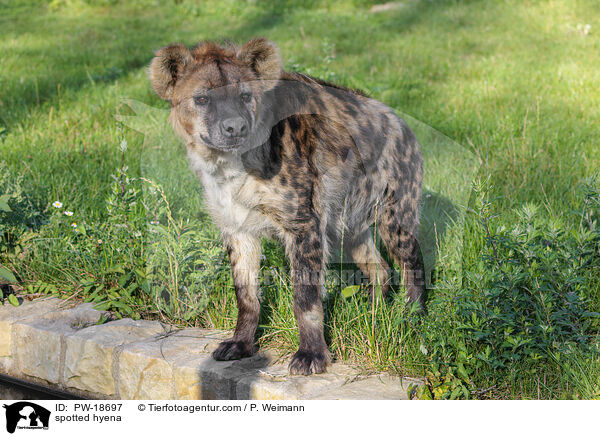 Tpfelhyne / spotted hyena / PW-18697