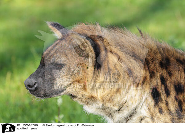 spotted hyena / PW-18700