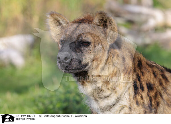 Tpfelhyne / spotted hyena / PW-18704