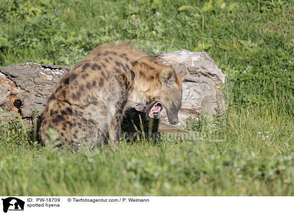 spotted hyena / PW-18709