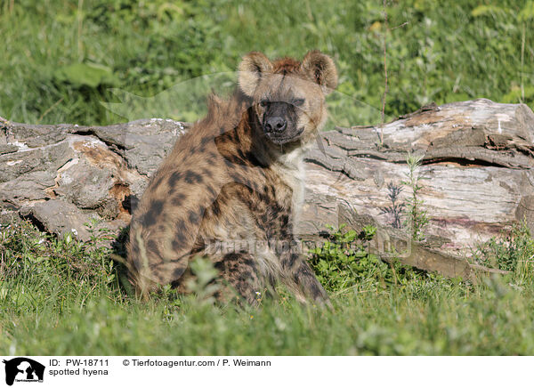 Tpfelhyne / spotted hyena / PW-18711