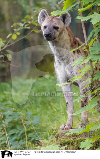 Tpfelhyne / spotted hyena / PW-18727