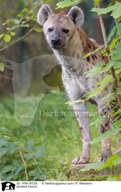 spotted hyena / PW-18728