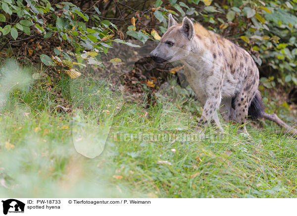 Tpfelhyne / spotted hyena / PW-18733