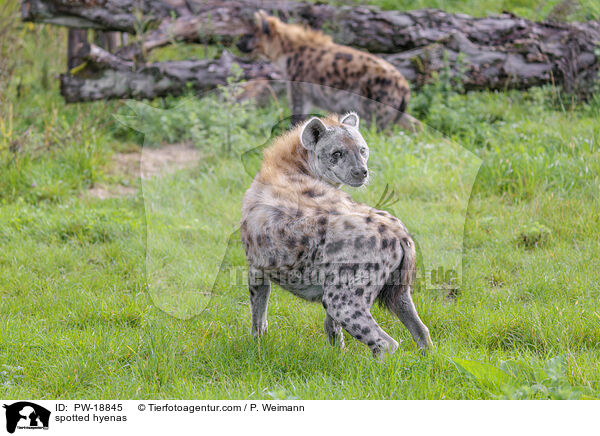 Tpfelhynen / spotted hyenas / PW-18845