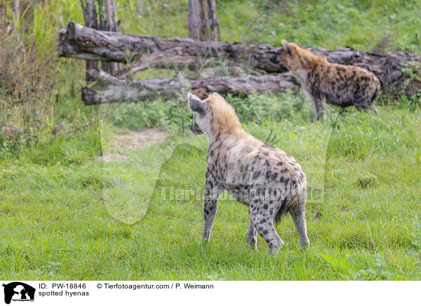 Tpfelhynen / spotted hyenas / PW-18846