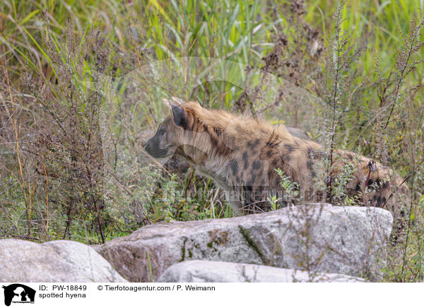 spotted hyena / PW-18849