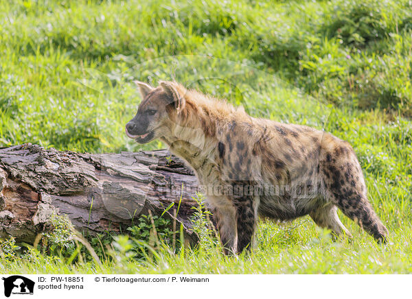 Tpfelhyne / spotted hyena / PW-18851