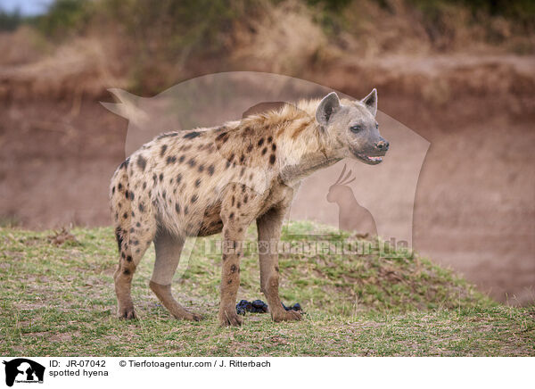 Tpfelhyne / spotted hyena / JR-07042