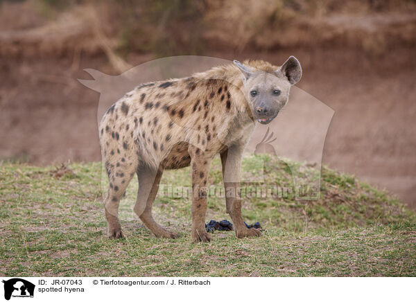 Tpfelhyne / spotted hyena / JR-07043