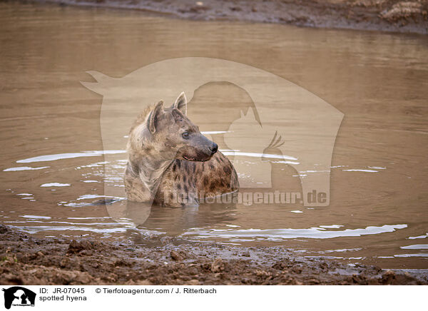 Tpfelhyne / spotted hyena / JR-07045