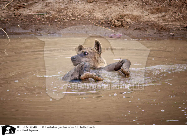 Tpfelhyne / spotted hyena / JR-07046