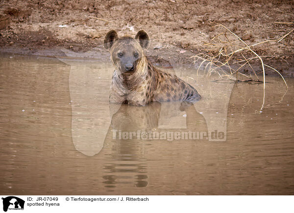 Tpfelhyne / spotted hyena / JR-07049