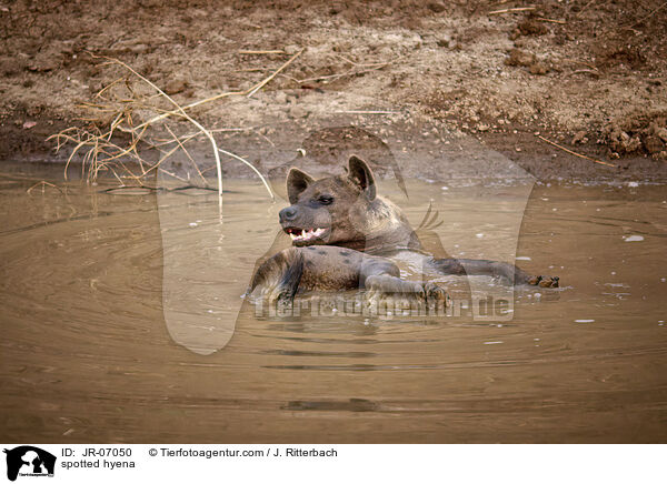 Tpfelhyne / spotted hyena / JR-07050