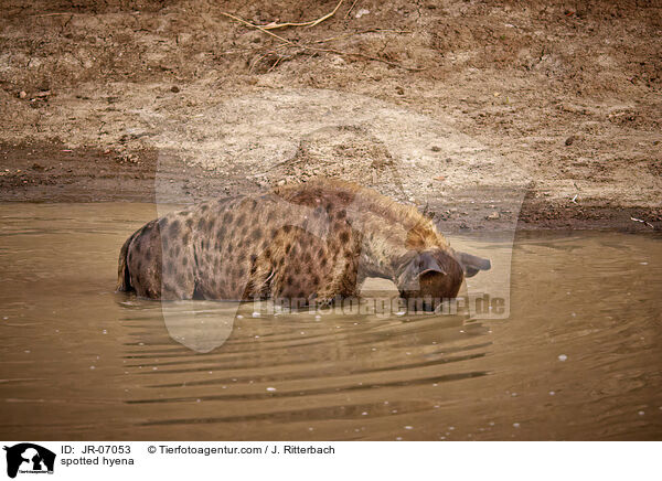 Tpfelhyne / spotted hyena / JR-07053