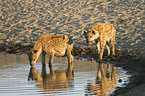 Spotted Hyenas