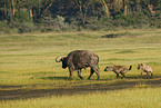 spotted hyenas and cape buffalo